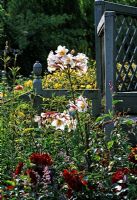 Lilium regale and roses in mixed border with grey painted trellis - Bedfield Hall, Suffolk 
