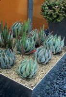 Succulents x Pachyveria glauca in contemporary metal container with gravel mulch 

