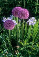 Allium  'Globemaster' and Iris sibirica  'Soft Blue' - Glen Chantry, Essex  