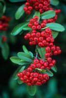 Pyracantha 'Mohave'  

