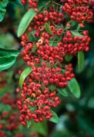 Pyracantha 'Victory'  