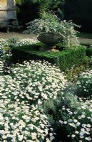 The White Garden with marguerites, Argyranthemum foeniculaceum and urn at Sudeley Castle, Gloucestershire 