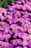 Aster amellus 'Pink Zenith' with red admiral butterfly