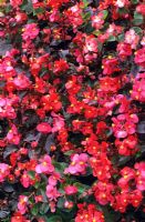 Begonia semperflorens 'Treasure Trove Mixed'