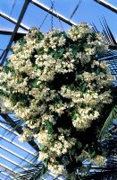 Begonia solananthera in hanging basket