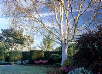 Betula 'Jermyns' in late autumn at Coates Manor, Sussex