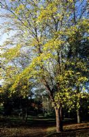 Betula nigra at Valley Garens, Surrey 