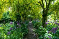 Allium 'Purple Sensation' planted beneath Laburnum archway, Barnsley House Gardens, Glos - Former garden of Rosemary Verey 