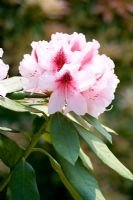Rhododendron 'Mrs G.W. Leak'
