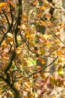 Fagus sylvatica 'Dawyck Purple' hedge