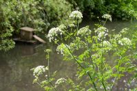 Oenanthe - Water Dropwort at edge of pond at Hill Lodge Garden, Batheaston, Somerset
