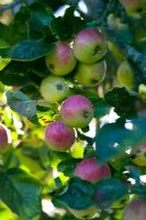 Apples in trees - Traditional cider apple orchards, Burrow Hill Farm, Somerset 