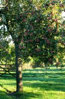 Traditional cider apple orchards - Burrow Hill Farm, Somerset