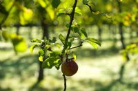 Single apple on tree in traditional cider apple orchards - Burrow Hill Farm, Somerset  