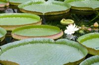 Victoria amazonica - Giant Water Lily