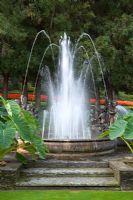 The Fountain of the Cherubs with Colacasia antiquorum at Villa Taranto, Pallanza, Lake Maggiore, Italy
