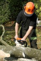 Man sawing tree trunk with chain saw