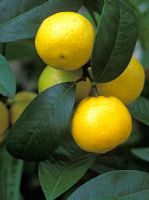 Citrus aurantiifolia key lime - Limes