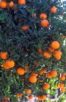 Citrus aurantium Seville Orange - Oranges  on trees in the Lecrin Valley, Andulucia, Spain