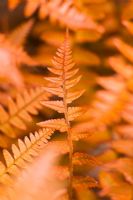 Dryopteris erythrosora - Deep bronze coloured new foliage