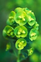 Euphorbia amygdaloides var. Robbiae - Wolf's Spurge