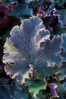 Heuchera 'Chocolate Ruffles' - Portrait of green and purple foliage covered in frost