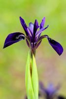 Iris chrysographes 'Black Prince'