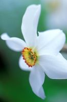 Narcissus poeticus var. recurvus - Pheasant's Eye Narcissus
