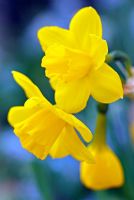 Narcissus 'Quail' - Jonquil Daffodil