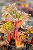 Rheum x hybridum 'Grandad's Favourite' -  Rhubarb, new growth emerging from ground 