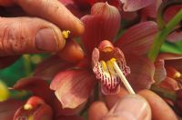Pollinating a cymbidium Hybrid Orchid -  Removing the pollen cap to reveal the pollen sacks