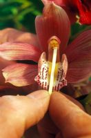 Pollinating a cymbidium Hybrid Orchid - Insert the pollen behind the pollen on the next flower
