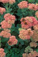Sedum spectabile 'Indian Chief' - pink flowers with butterflies
