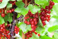 Redcurrant 'Laxton Number One'
