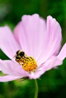 Bee on Cosmos bipinnatus 'Sonata Pink' flowering in August