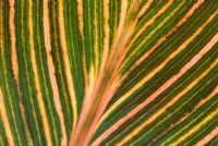 Graphic close up of Canna 'Durban' syn. Tropicanna 'Phasion' leaf