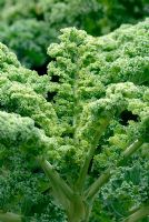 Kale 'Dwarf Green Curled'