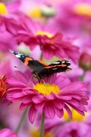 Red Admiral Butterfly on Chrysanthemum 'Upton Rose' flowering in August