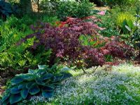 Spring woodland garden with dappled sunlight - Acer underplanted with Hosta 'Frances Williams', Galium odoratum and ferns