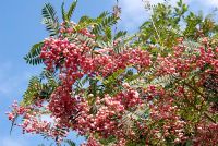 Sorbus vilmorinii berries in September