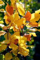 Fagus sylvatica 'Dawyck Gold' with Autumn foliage
