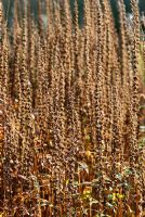 Seedheads of Lythrum salicaria 'Zigeunerblut' in autumn