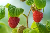 Raspberry 'Octavia' - Rubus idaeus