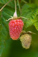 Loganberry - Rubus loganobaccus