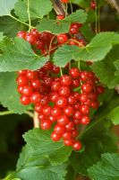 Ribes rubrum - Redcurrant 'Junifer' 