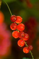 Ribes rubrum - Redcurrant 'Junifer'  