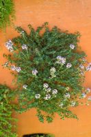 Thymus - Thyme growing in a terracotta urn