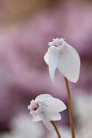 Cyclamen hederifolium 'White Stargazer' syn neapolitanum
