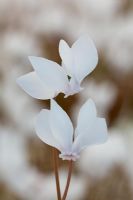 Cyclamen hederifolium var albiflorum 'White Cloud'