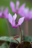 Cyclamen purpurascens showing flower stem coiling up to carry seed to the ground